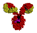 http://www.biotoolomics.com/images/antibody.gif